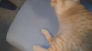 😂🌀 You Won't Believe This Spinning Animal Trick! | FunFM