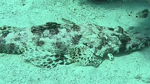 Crocodilefish | Egypt | Marsa Alam