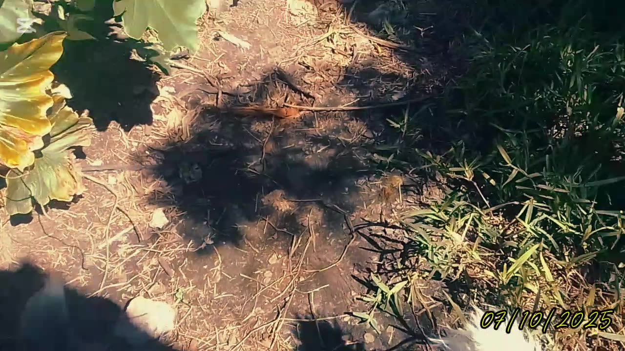 Mediodía de los perritos (07/10/2025)