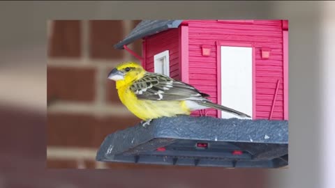 A rare Mexican bird, the Yellow Grosbeak draws birders to Arkansas ranch