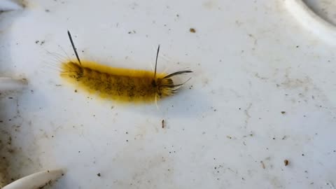 Banded tussock moth caterpillar