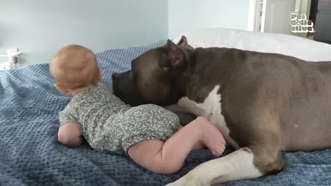 HILARIOUS Dogs Being Weird 🤪 | 60 Minutes Of Funny Dog Videos