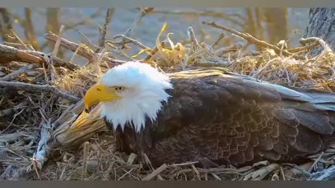 Bald Eagle