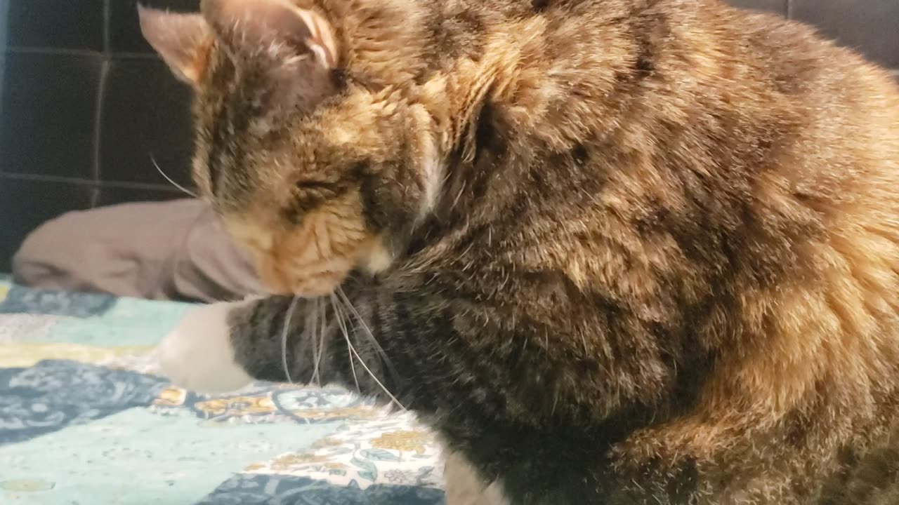 Relaxing Cat: Adorable Spa Moment Cleaning Paws & Slow Blinks