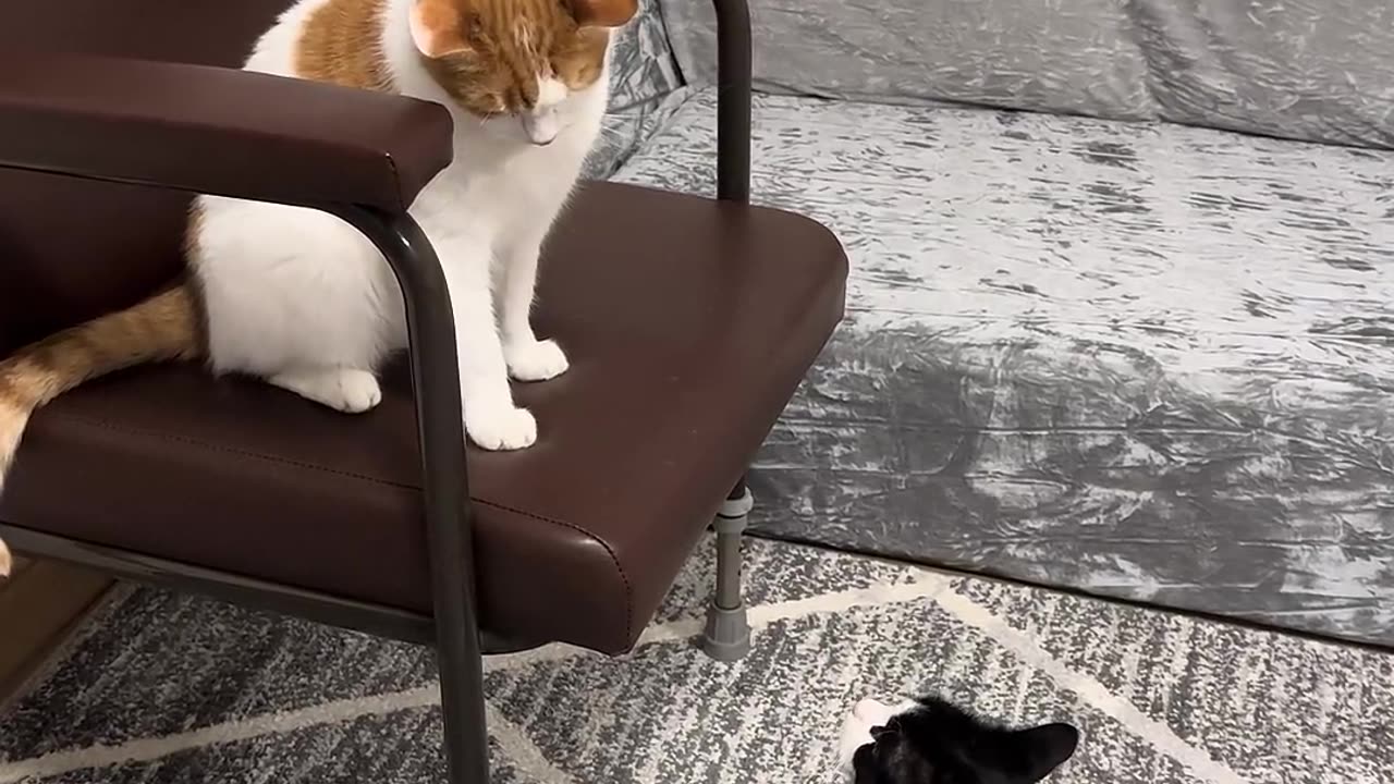 funny cats fight 😻😻