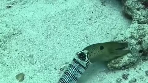 😮🧪 Sea Snake Vomits Up Moray Eel! Watch Nature's Surprising Feast | FeedMyCuriosity