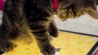 😂🐾 You Won't Believe This Adorable Sweetheart! | FunFM