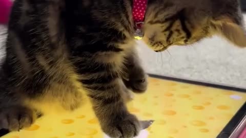 😂🐾 You Won't Believe This Adorable Sweetheart! | FunFM