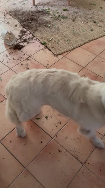 Proud Puppy Redecorated the House