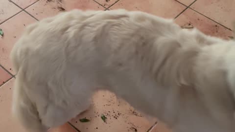 Proud Puppy Redecorated the House