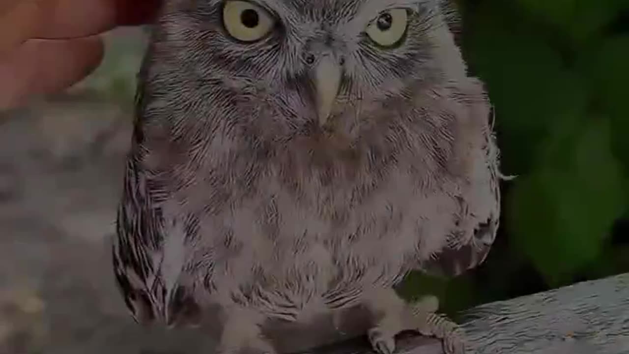 The man found an owl inside his house and then..