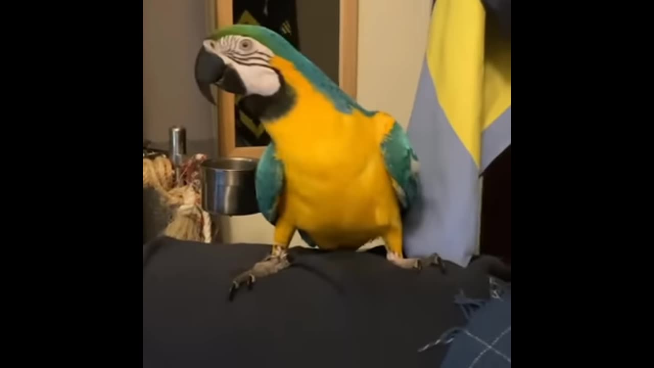 Parrot fanny video