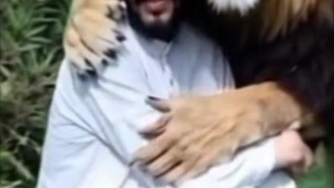 Heartwarming Moment: Majestic Lion Hugs Human in a Rare Display of Trust and Affection