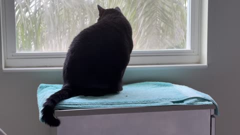 Cute Precious Piper is Connected with Her Spa - My Adopted Shelter Cat Vlog