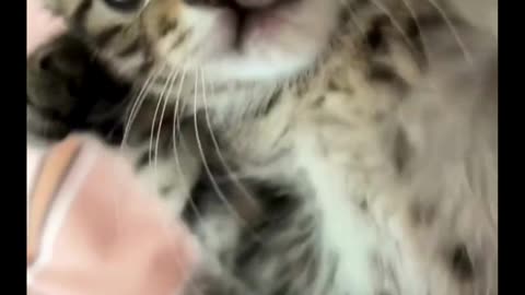 Cute cat moment