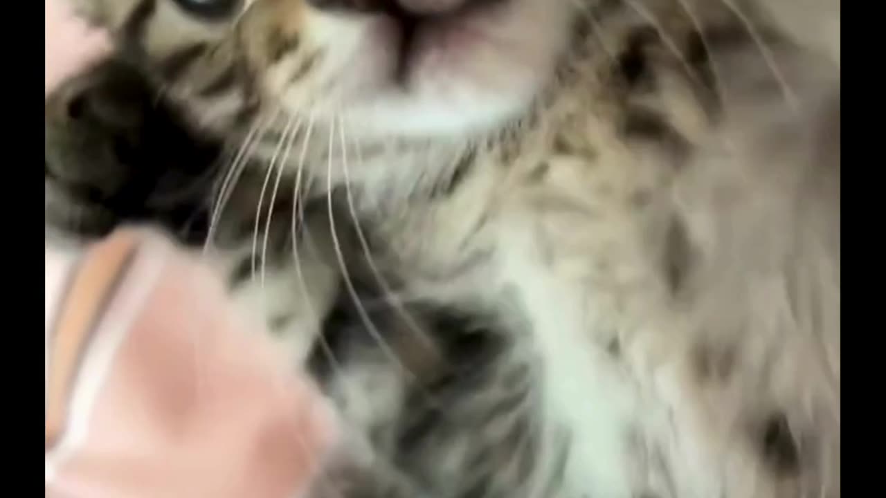 Cute cat moment