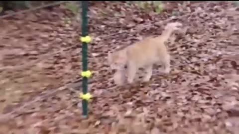 Animals rocks with funny sounds effect