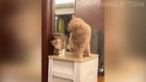 🤣Funniest Cat And Dogs Video Funny Animals Video