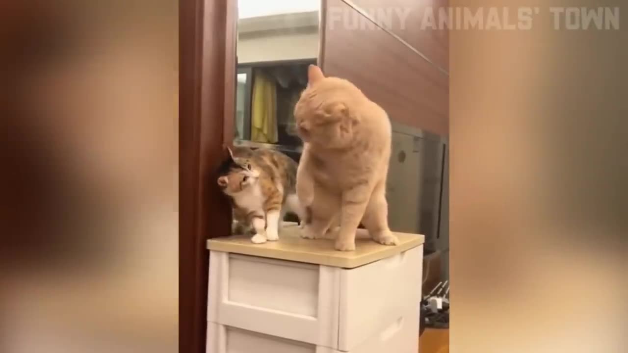 š¤£Funniest Cat And Dogs Video Funny Animals Video