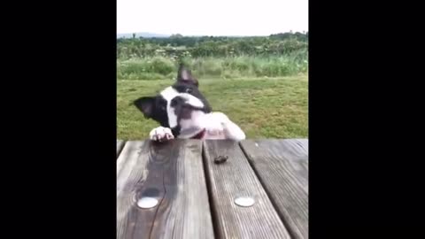 Funny Cute Dogs - Try Not To Laugh...