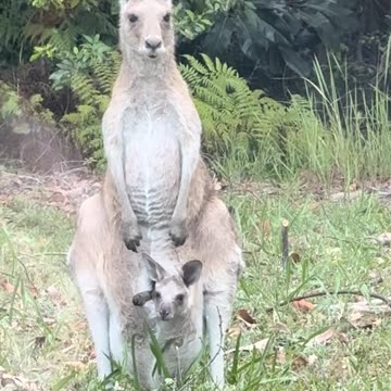 Kangaroos 🦘