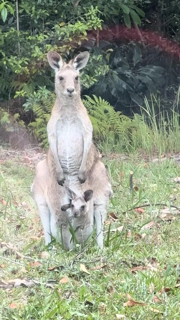 Kangaroos 🦘
