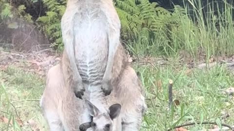 Kangaroos 🦘