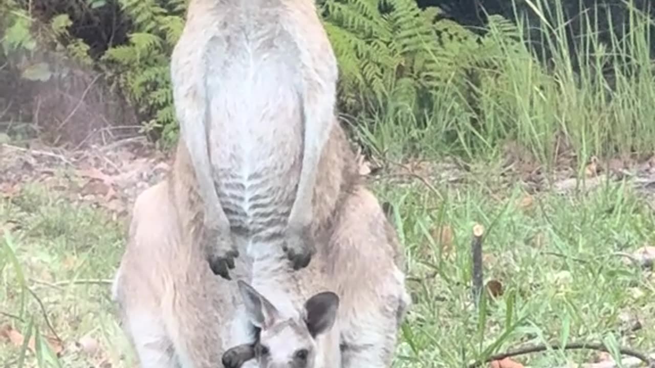 Kangaroos 🦘