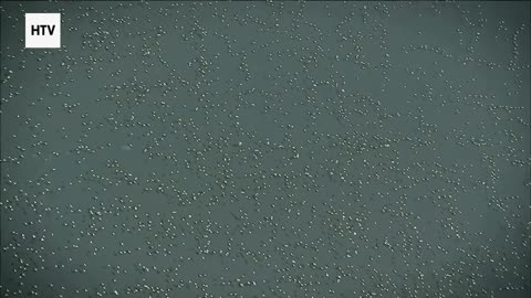 Life & Death in the Deep Jungle