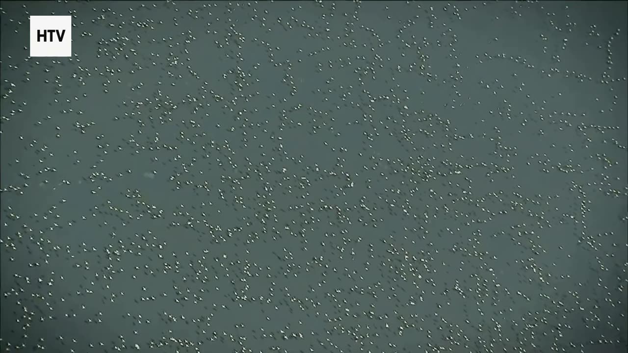 Life & Death in the Deep Jungle