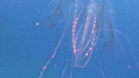 Cool Jellyfish Looks Like Alien Spaceship