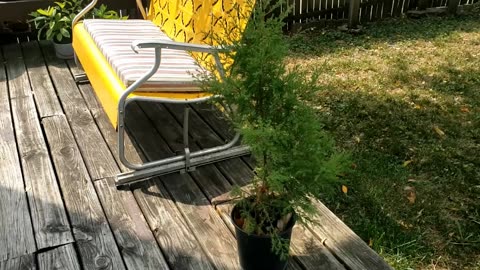 A Living Christmas Tree for our Home?