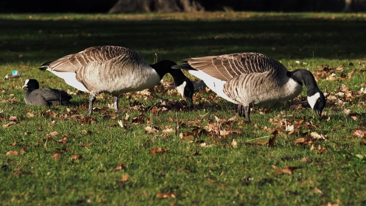 Birds video
