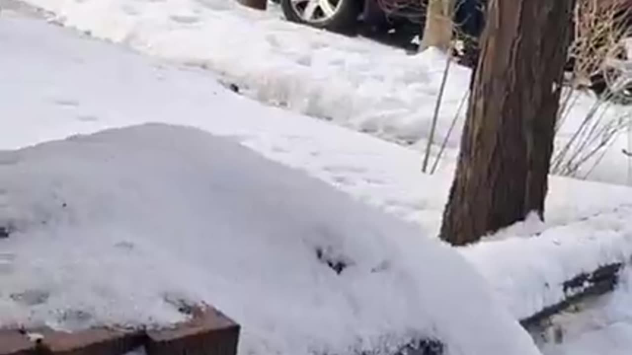 woman shot and killed while fleeing ICE in Minneapolis