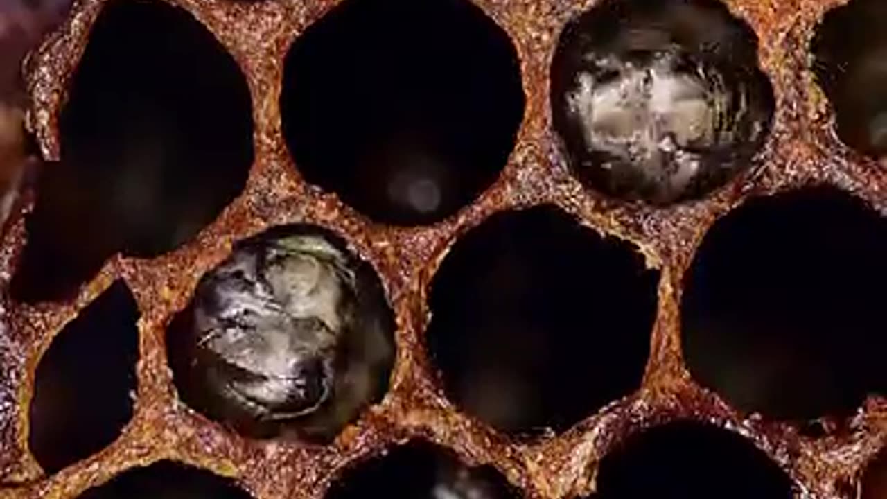 🧠✨ Incredible Time-Lapse of Bees Hatching! | FeedMyCuriosity
