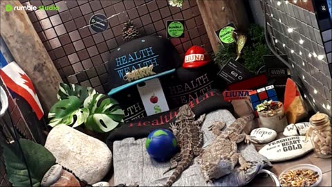 ⭕2025 Live Stream Day 13🔴 🍏Healthy4Life🐉 Mascots 🍎🐲 Meet Kobe & Health A Day In The Life Of Bearded Dragons🐲Day13🐉⭕Live🦎Stream🔴