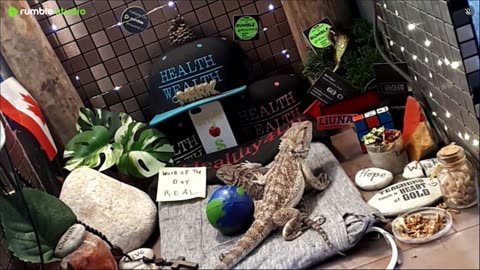 ⭕2025 Live Stream Day 13🔴 🍏Healthy4Life🐉 Mascots 🍎🐲 Meet Kobe & Health A Day In The Life Of Bearded Dragons🐲Day13🐉⭕Live🦎Stream🔴