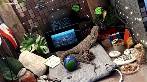 ⭕2025 Live Stream Day 13🔴 🍏Healthy4Life🐉 Mascots 🍎🐲 Meet Kobe & Health A Day In The Life Of Bearded Dragons🐲Day13🐉⭕Live🦎Stream🔴