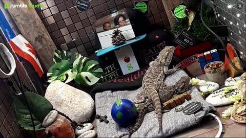 ⭕2025 Live Stream Day 13🔴 🍏Healthy4Life🐉 Mascots 🍎🐲 Meet Kobe & Health A Day In The Life Of Bearded Dragons🐲Day13🐉⭕Live🦎Stream🔴