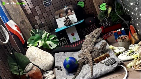 ⭕2025 Live Stream Day 13🔴 🍏Healthy4Life🐉 Mascots 🍎🐲 Meet Kobe & Health A Day In The Life Of Bearded Dragons🐲Day13🐉⭕Live🦎Stream🔴