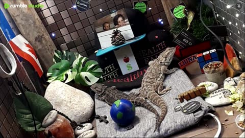 ⭕2025 Live Stream Day 13🔴 🍏Healthy4Life🐉 Mascots 🍎🐲 Meet Kobe & Health A Day In The Life Of Bearded Dragons🐲Day13🐉⭕Live🦎Stream🔴