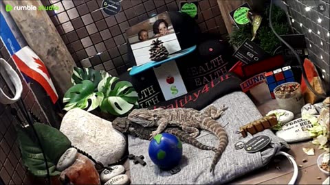 ⭕2025 Live Stream Day 13🔴 🍏Healthy4Life🐉 Mascots 🍎🐲 Meet Kobe & Health A Day In The Life Of Bearded Dragons🐲Day13🐉⭕Live🦎Stream🔴