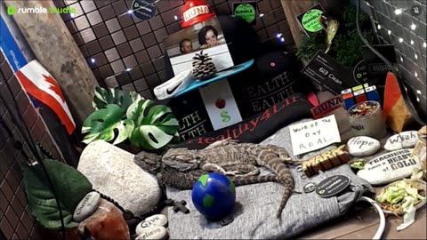 ⭕2025 Live Stream Day 13🔴 🍏Healthy4Life🐉 Mascots 🍎🐲 Meet Kobe & Health A Day In The Life Of Bearded Dragons🐲Day13🐉⭕Live🦎Stream🔴