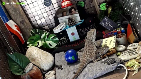 ⭕2025 Live Stream Day 13🔴 🍏Healthy4Life🐉 Mascots 🍎🐲 Meet Kobe & Health A Day In The Life Of Bearded Dragons🐲Day13🐉⭕Live🦎Stream🔴