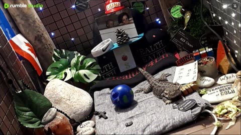 ⭕2025 Live Stream Day 13🔴 🍏Healthy4Life🐉 Mascots 🍎🐲 Meet Kobe & Health A Day In The Life Of Bearded Dragons🐲Day13🐉⭕Live🦎Stream🔴