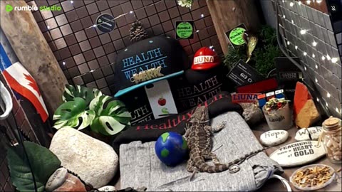 ⭕2025 Live Stream Day 13🔴 🍏Healthy4Life🐉 Mascots 🍎🐲 Meet Kobe & Health A Day In The Life Of Bearded Dragons🐲Day13🐉⭕Live🦎Stream🔴