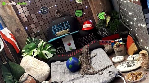 ⭕2025 Live Stream Day 13🔴 🍏Healthy4Life🐉 Mascots 🍎🐲 Meet Kobe & Health A Day In The Life Of Bearded Dragons🐲Day13🐉⭕Live🦎Stream🔴