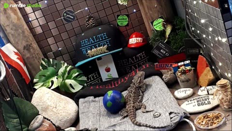 ⭕2025 Live Stream Day 13🔴 🍏Healthy4Life🐉 Mascots 🍎🐲 Meet Kobe & Health A Day In The Life Of Bearded Dragons🐲Day13🐉⭕Live🦎Stream🔴