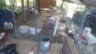Chicken Live Stream