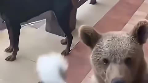 Cats and dogs